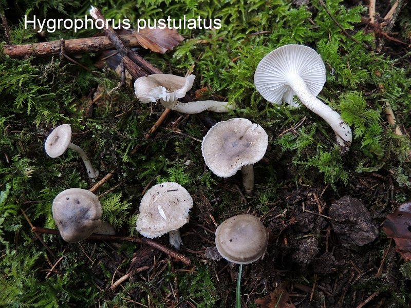 Hygrophorus pustulatus-amf963.jpg